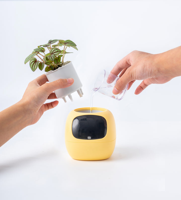 PLANTSIO Ivy Gen 2智能盆栽
