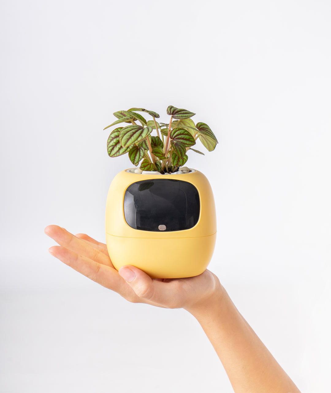 PLANTSIO Ivy Gen 2智能盆栽