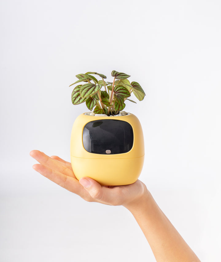PLANTSIO Ivy Gen 2智能盆栽