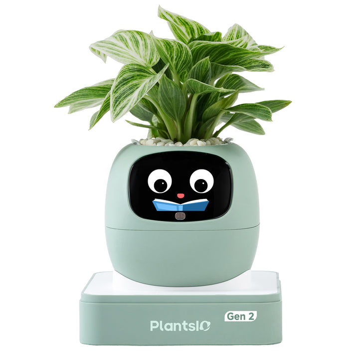 PLANTSIO Ivy Gen 2智能盆栽