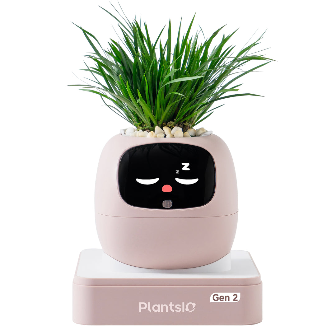 PLANTSIO Ivy Gen 2智能盆栽
