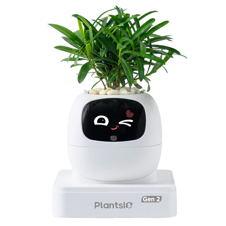 PLANTSIO Ivy Gen 2智能盆栽