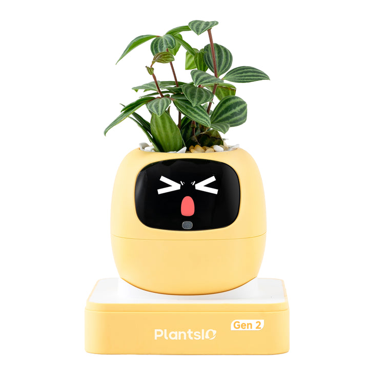 PLANTSIO Ivy Gen 2智能盆栽